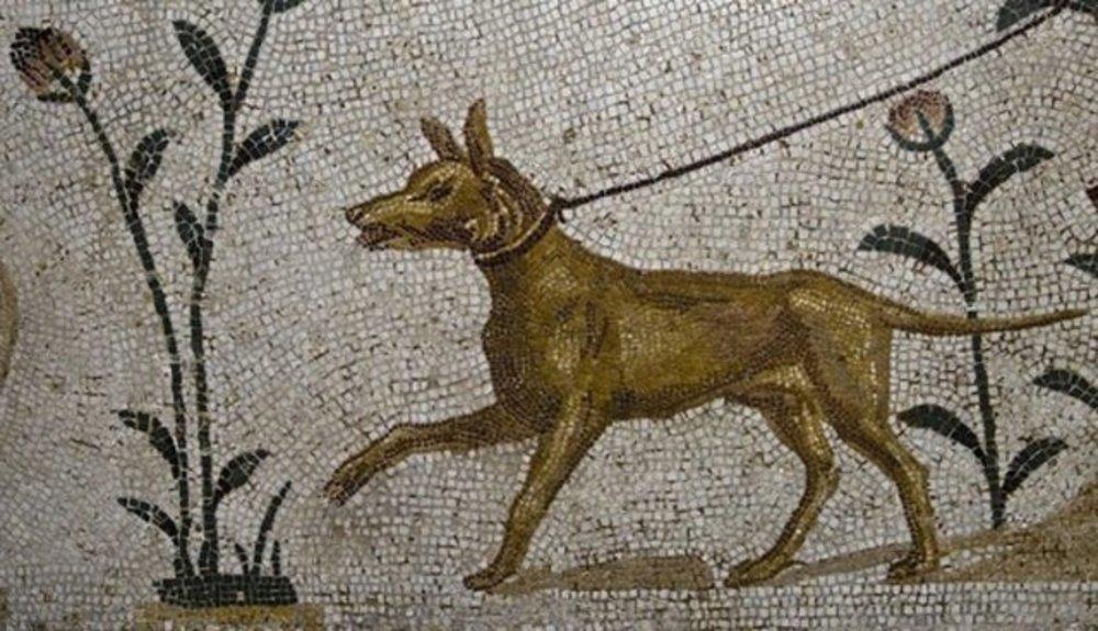 021718 70 ancient dogs animals